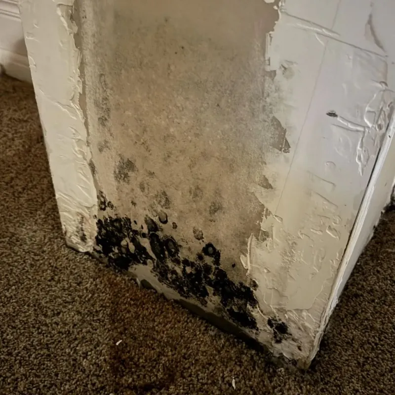 Professional Mold Removal in Pearland, TX